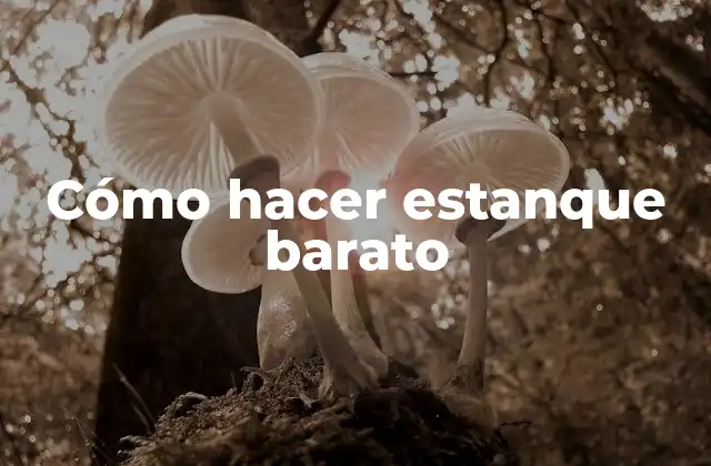 Qué es un estanque barato y cómo funciona