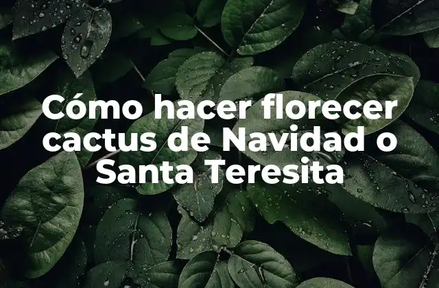 Cómo Hacer Florecer Cactus de Navidad o Santa Teresita