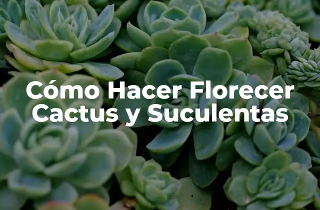Cómo Hacer Florecer Cactus y Suculentas