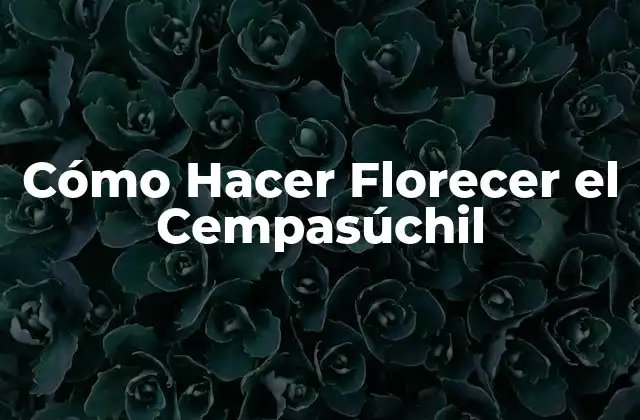 Cómo Hacer Florecer el Cempasúchil