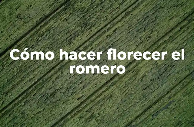 Cómo Hacer Florecer el Romero