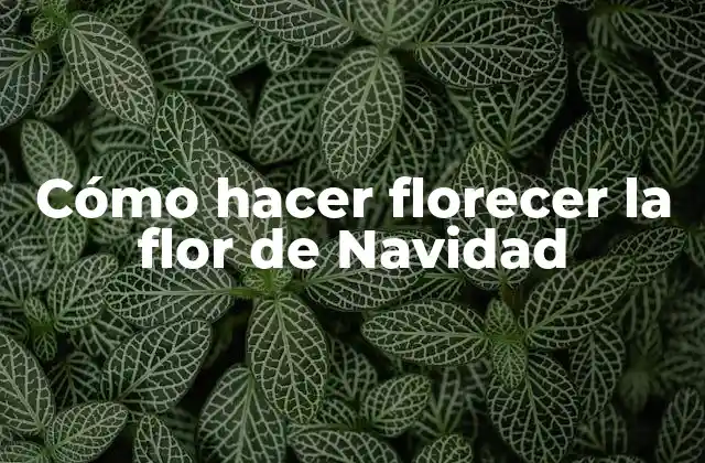 Cómo hacer florecer la flor de Navidad