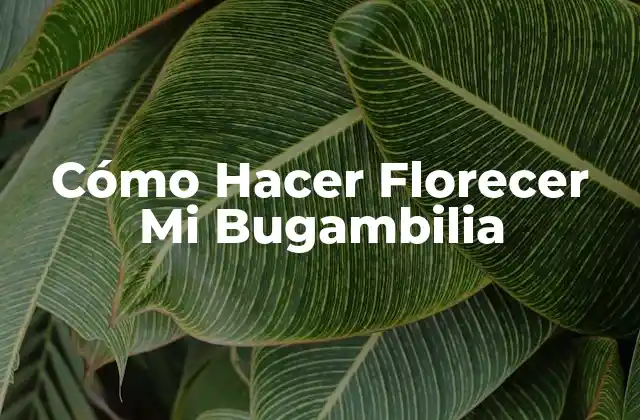 La Bugambilia, una Flor Hermosa y Fragante
