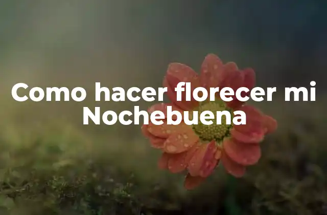 Como Hacer Florecer Mi Nochebuena