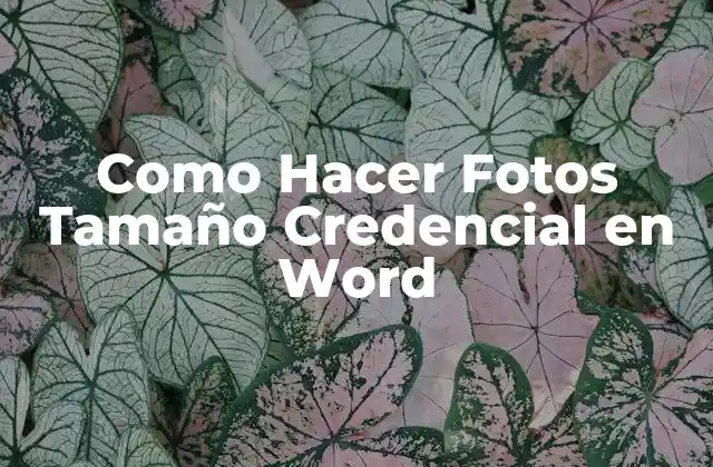Como Hacer Fotos Tamaño Credencial en Word