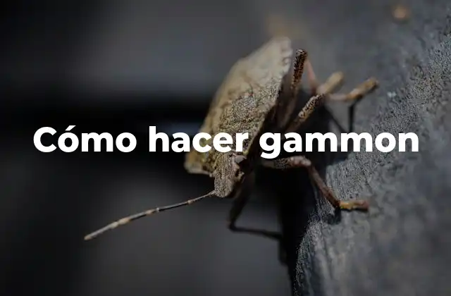 Cómo Hacer Gammon 2 ¿Qué es Gammon y para qué sirve?