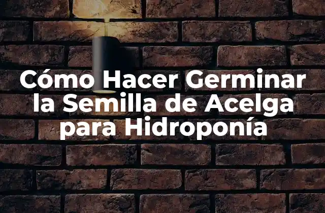 Cómo Hacer Germinar la Semilla de Acelga para Hidroponía