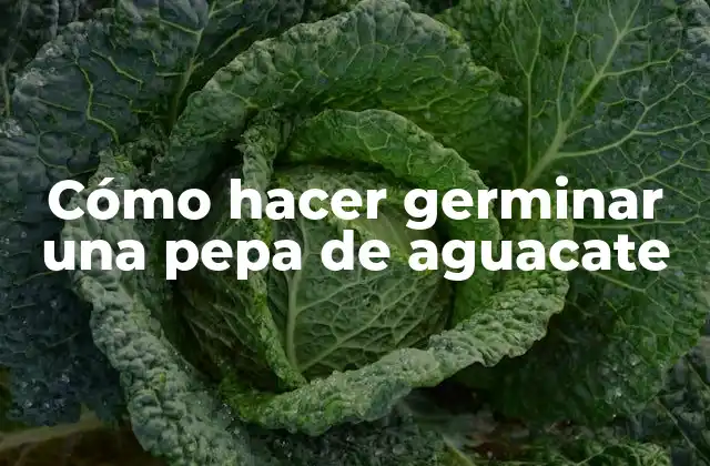 Cómo Hacer Germinar una Pepa de Aguacate