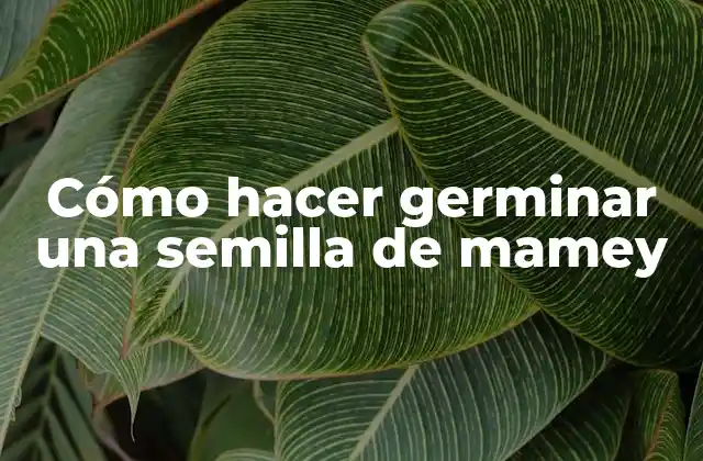 Cómo Hacer Germinar una Semilla de Mamey