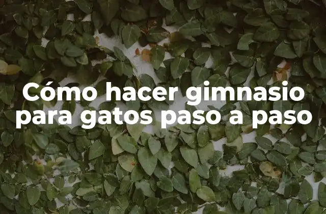 Cómo hacer gimnasio para gatos paso a paso