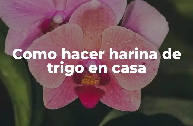 Como Hacer Harina de Trigo en Casa