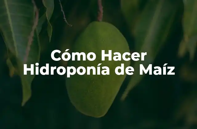 Cómo Hacer Hidroponía de Maíz