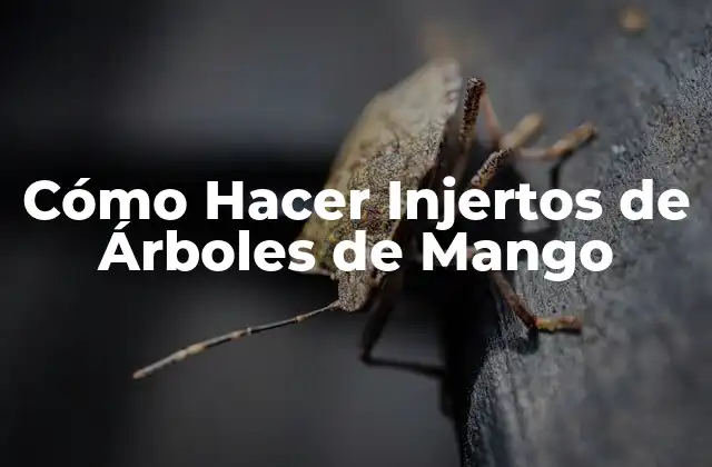 Cómo Hacer Injertos de Árboles de Mango