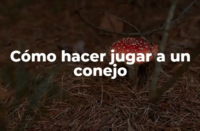 Cómo Hacer Jugar a un Conejo 2 Cómo hacer jugar a un conejo