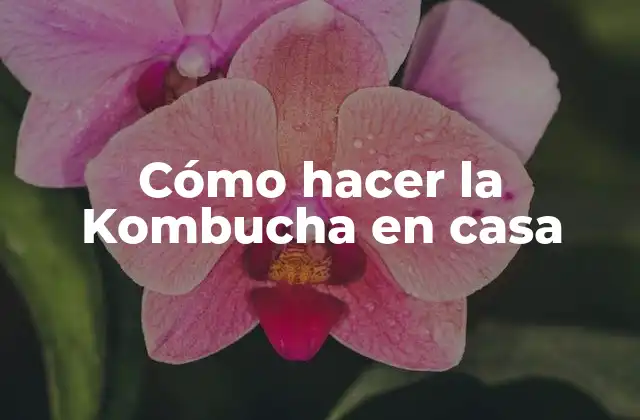 Cómo Hacer la Kombucha en Casa 2 Cómo hacer la Kombucha en casa