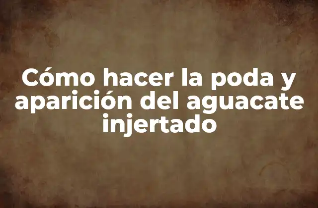 Cómo Hacer la Poda y Aparición Del Aguacate Injertado