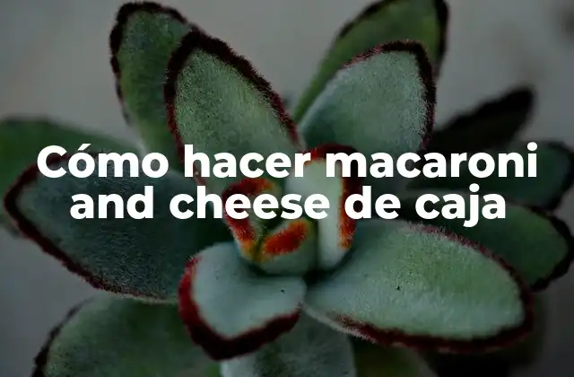¿Qué es el macaroni and cheese de caja y para qué sirve?