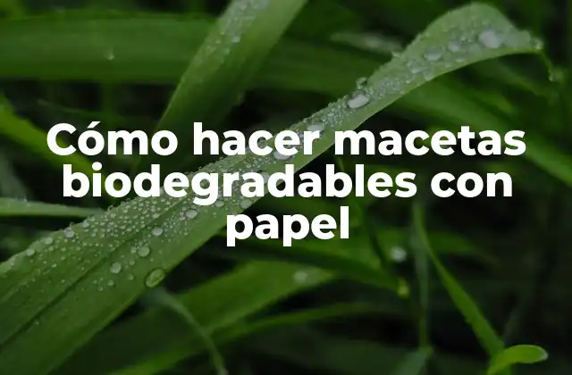 Macetas Biodegradables con Papel: ¿Qué son y Para qué Sirven?
