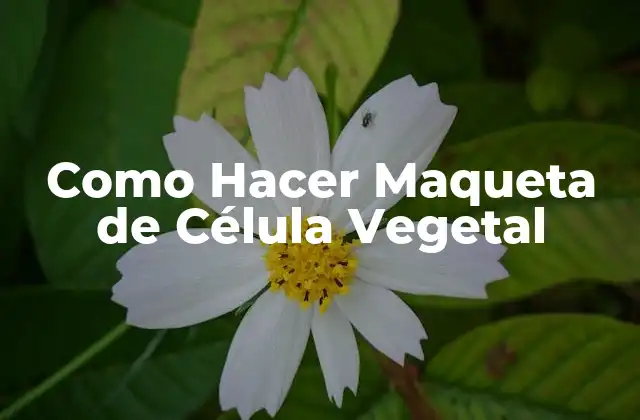 Como Hacer Maqueta de Célula Vegetal