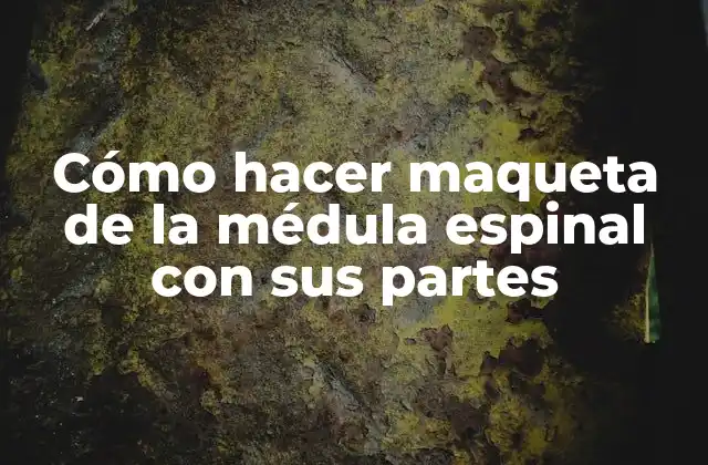 Cómo Hacer Maqueta de la Médula Espinal con Sus Partes