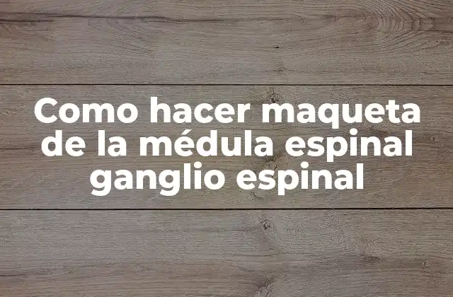 Como Hacer Maqueta de la Médula Espinal Ganglio Espinal