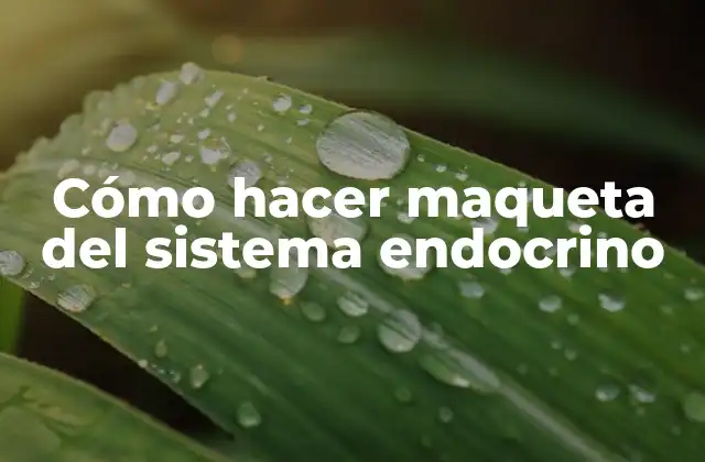 Cómo Hacer Maqueta Del Sistema Endocrino
