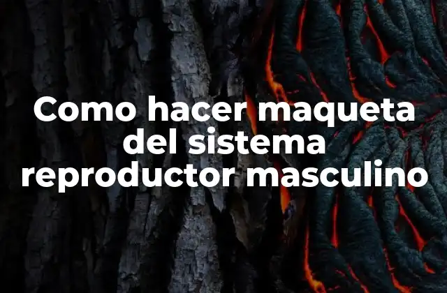 Como Hacer Maqueta Del Sistema Reproductor Masculino