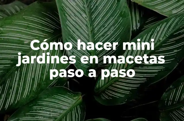 Cómo Hacer Mini Jardines en Macetas Paso a Paso