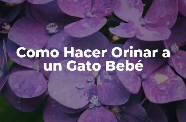 Como Hacer Orinar a un Gato Bebé