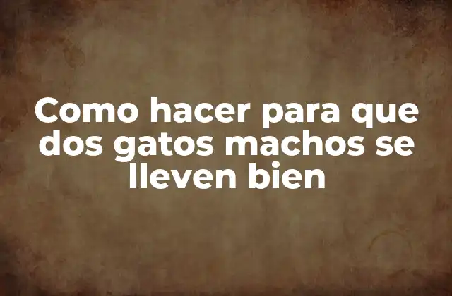 Como Hacer para que Dos Gatos Machos Se Lleven Bien