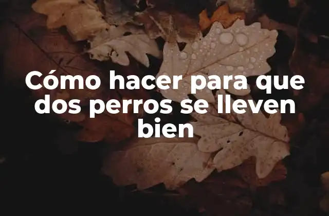 Cómo Hacer para que Dos Perros Se Lleven Bien 2 Cómo hacer para que dos perros se lleven bien