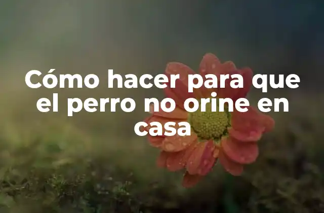 ¿Qué es el entrenamiento para que el perro no orine en casa?
