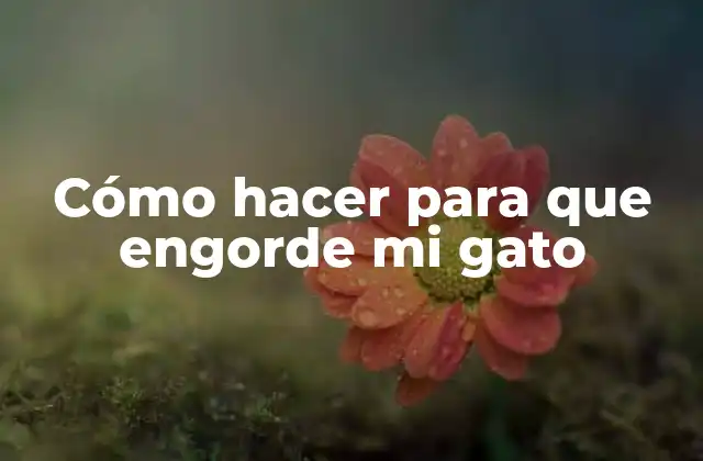 Cómo Hacer para que Engorde Mi Gato