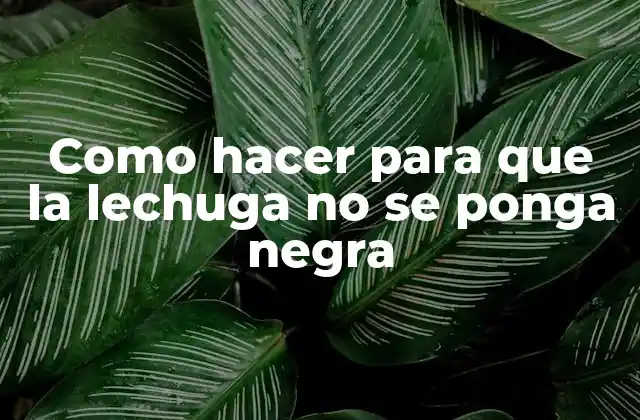 Como Hacer para que la Lechuga No Se Ponga Negra