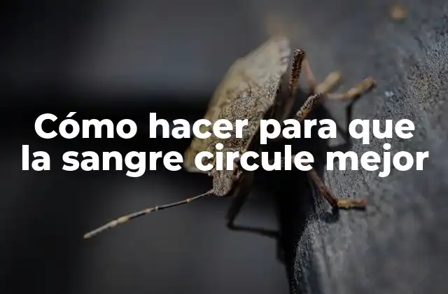 Cómo Hacer para que la Sangre Circule Mejor