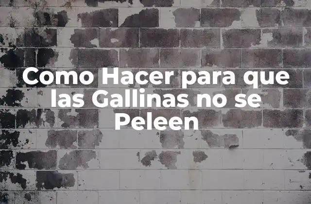 Como Hacer para que las Gallinas No Se Peleen