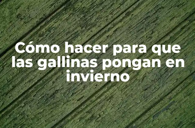 Cómo hacer para que las gallinas pongan en invierno