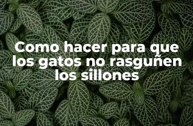 Como Hacer para que los Gatos No Rasguñen los Sillones