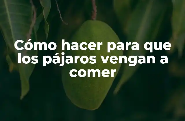 Cómo Hacer para que los Pájaros Vengan a Comer