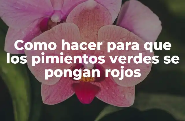 Como Hacer para que los Pimientos Verdes Se Pongan Rojos