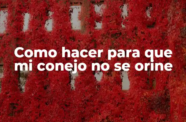 Como Hacer para que Mi Conejo No Se Orine