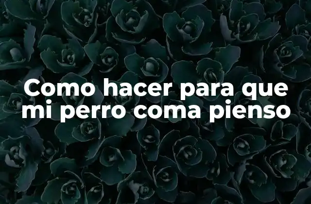Como hacer para que mi perro coma pienso