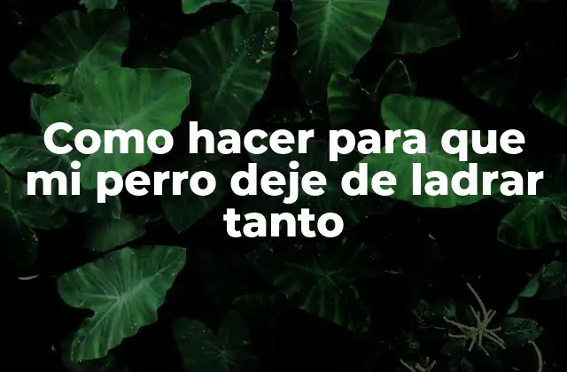 Como Hacer para que Mi Perro Deje de Ladrar Tanto 2 ¿Qué es el ladrido excesivo en perros?