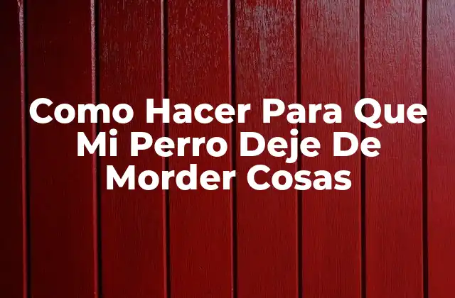 Como Hacer para que Mi Perro Deje de Morder Cosas 2 ¿Qué Es el Morder de Objetos en Perros?