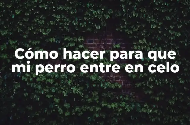 Cómo Hacer para que Mi Perro entre en Celo 2 Cómo hacer para que mi perro entre en celo