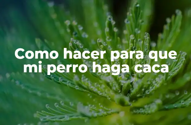 Como Hacer para que Mi Perro Haga Caca