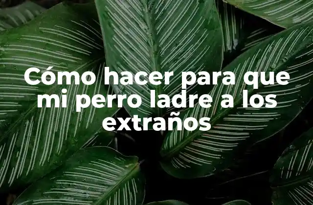 Cómo Hacer para que Mi Perro Ladre a los Extraños 2 ¿Qué es el ladrido de un perro y para qué sirve?