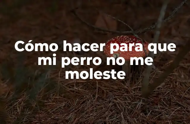 Cómo Hacer para que Mi Perro No Me Moleste