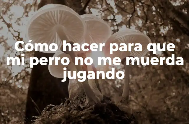 Cómo Hacer para que Mi Perro No Me Muerda Jugando 2 Juegos con perros, ¿qué es y para qué sirve?