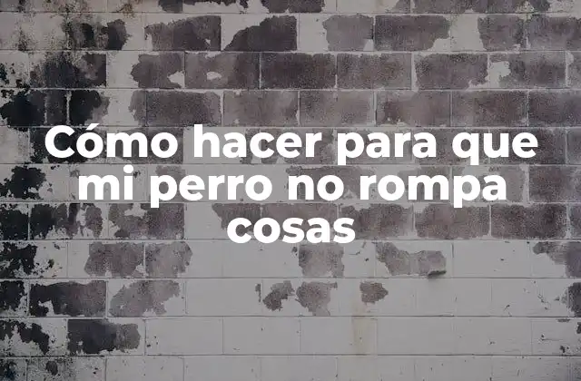 Cómo Hacer para que Mi Perro No Rompa Cosas